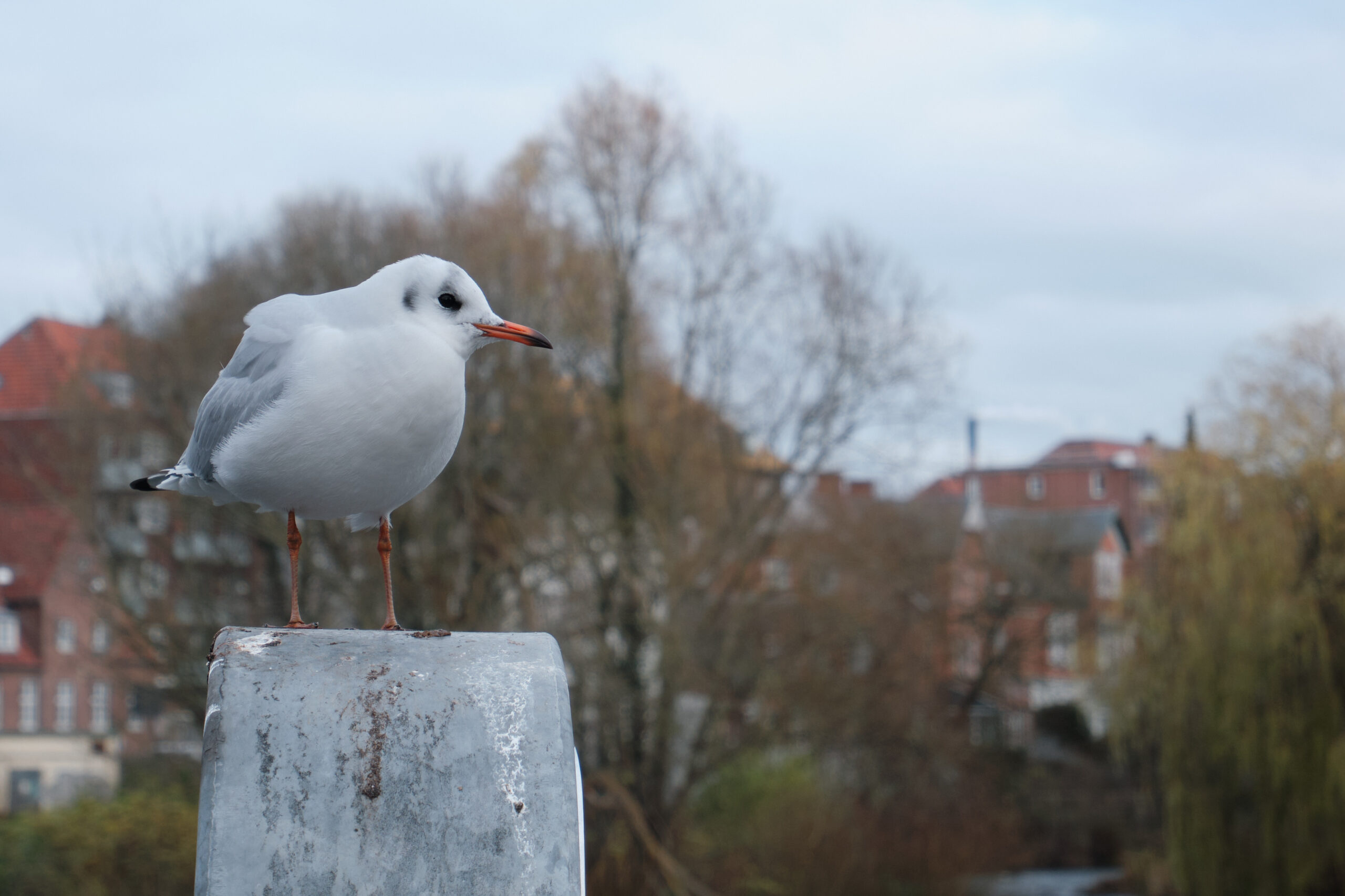 Vögel im Park