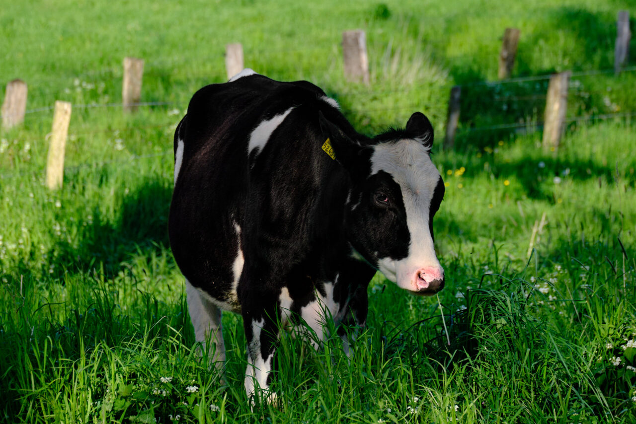 Kühe im Gras